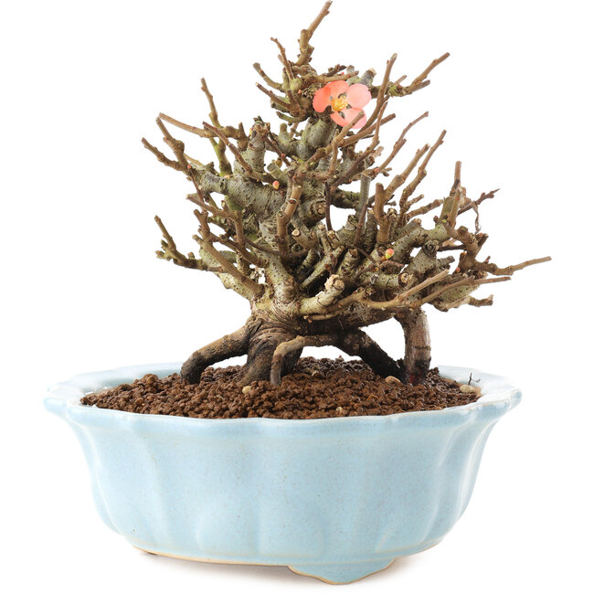 Chaenomeles speciosa, 14 cm, ± 20 anni, con fiori rossi e frutti gialli