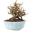 Chaenomeles speciosa, 14 cm, ± 20 anni, con fiori rossi e frutti gialli