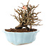 Chaenomeles speciosa, 14 cm, ± 20 anni, con fiori rossi e frutti gialli