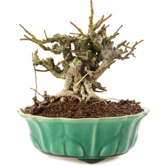 Chaenomeles speciosa, 14 cm, ± 20 Jahre alt