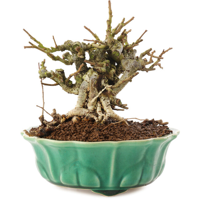 Chaenomeles speciosa, 14 cm, ± 20 años, con flores rojas y frutos amarillos