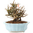 Chaenomeles speciosa, 14 cm, ± 20 anni, con fiori rossi e frutti gialli