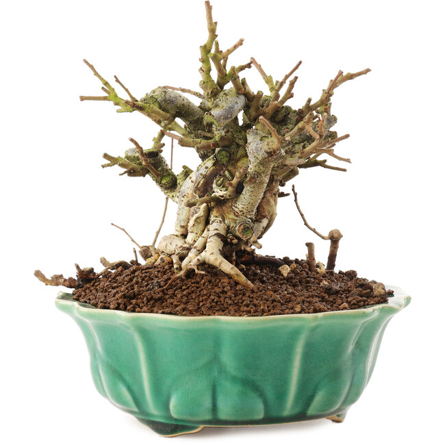 Chaenomeles speciosa, 14 cm, ± 20 Jahre alt, mit roten Blüten und gelben Früchten