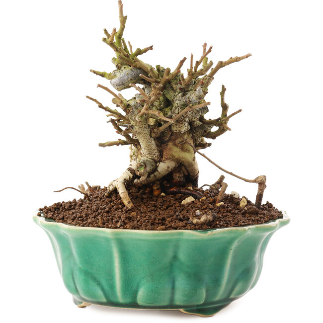 Chaenomeles speciosa, 14 cm, ± 20 años, con flores rojas y frutos amarillos