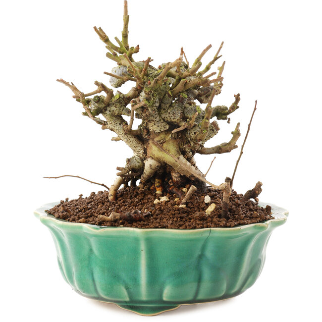 Chaenomeles speciosa, 14 cm, ± 20 ans, à fleurs rouges et fruits jaunes