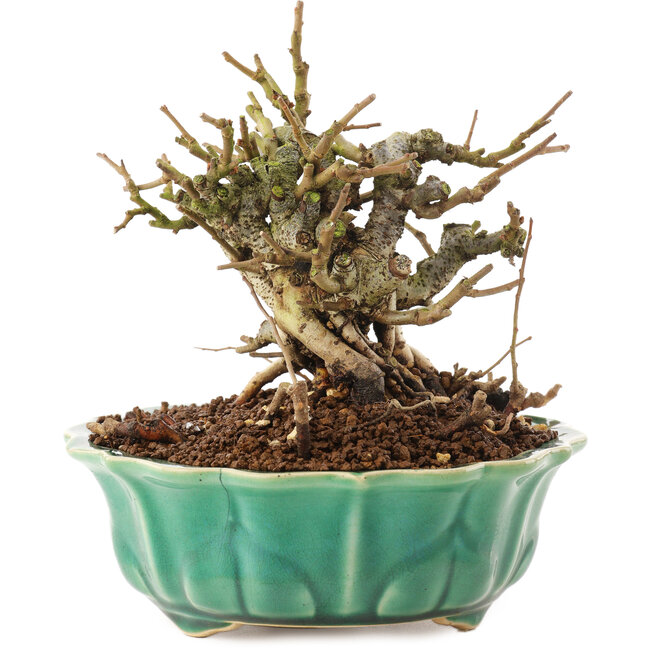 Chaenomeles speciosa, 14 cm, ± 20 años, con flores rojas y frutos amarillos