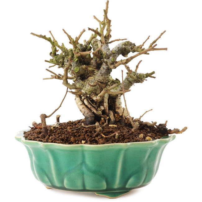 Chaenomeles speciosa, 14 cm, ± 20 años, con flores rojas y frutos amarillos