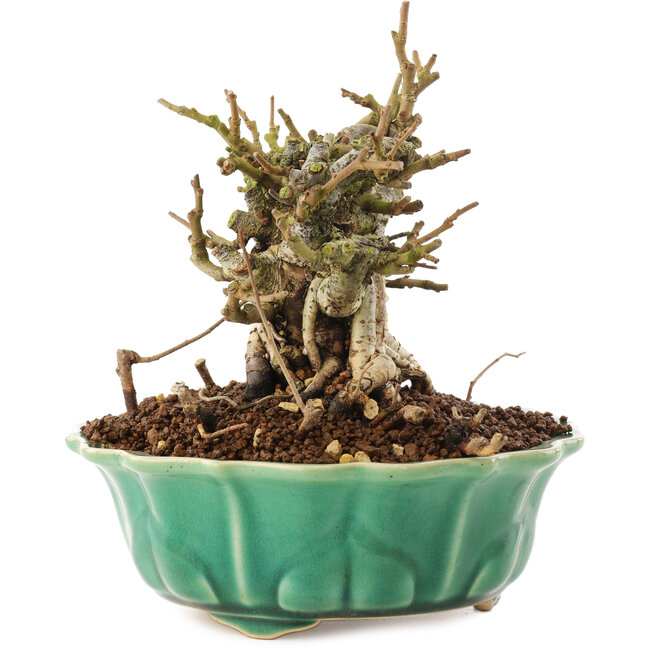 Chaenomeles speciosa, 14 cm, ± 20 jaar oud, met rode bloemen en geel fruit