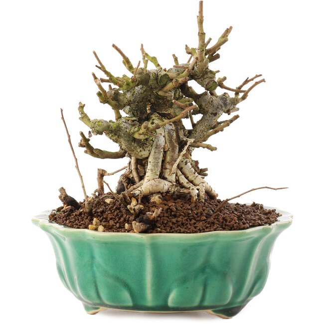 Chaenomeles speciosa, 14 cm, ± 20 Jahre alt, mit roten Blüten und gelben Früchten