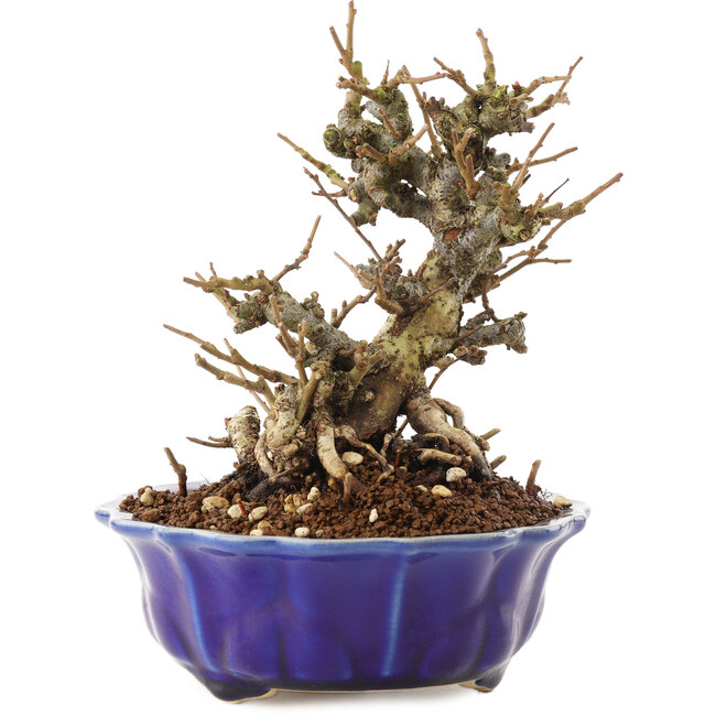 Chaenomeles speciosa, 16 cm, ± 20 Jahre alt, mit roten Blüten und gelben Früchten