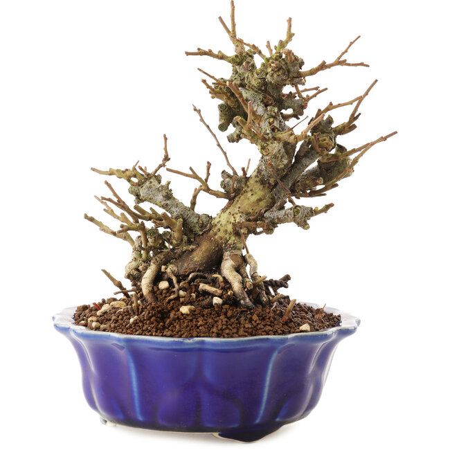 Chaenomeles speciosa, 16 cm, ± 20 anni, con fiori rossi e frutti gialli