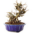 Chaenomeles speciosa, 16 cm, ± 20 ans, à fleurs rouges et fruits jaunes