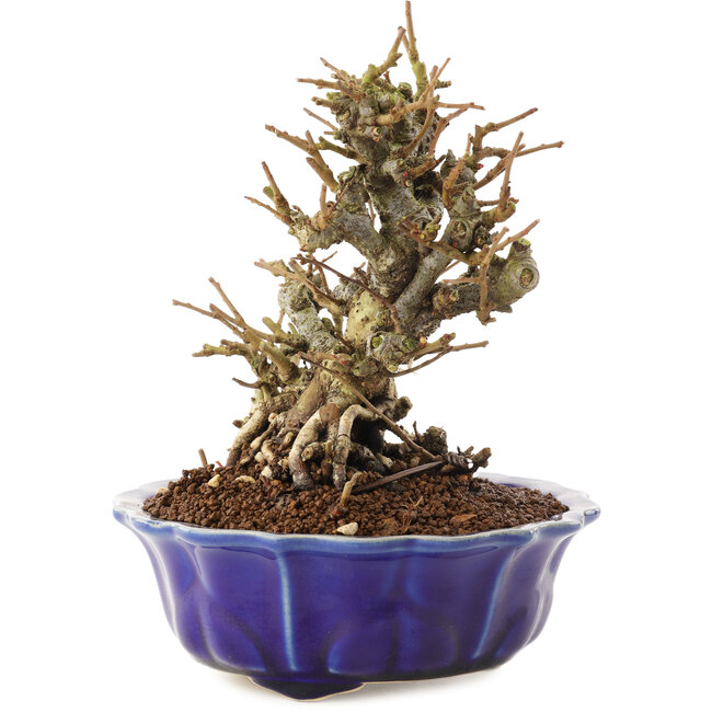 Chaenomeles speciosa, 16 cm, ± 20 Jahre alt, mit roten Blüten und gelben Früchten