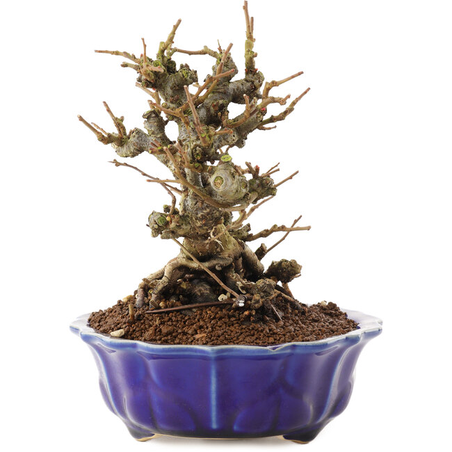 Chaenomeles speciosa, 16 cm, ± 20 jaar oud, met rode bloemen en geel fruit