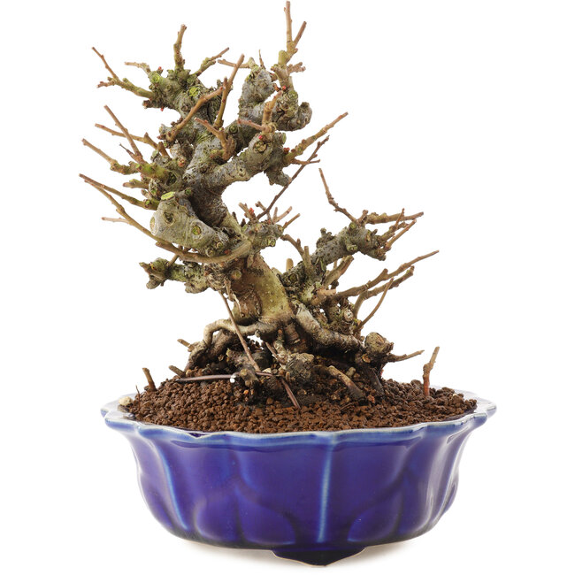 Chaenomeles speciosa, 16 cm, ± 20 jaar oud, met rode bloemen en geel fruit