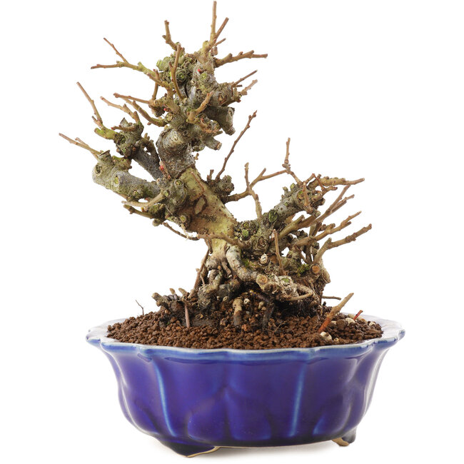 Chaenomeles speciosa, 16 cm, ± 20 anni, con fiori rossi e frutti gialli