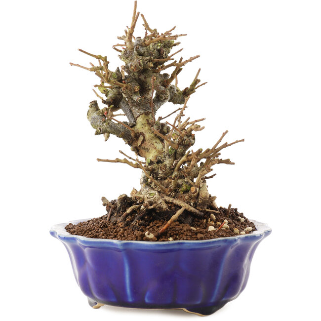 Chaenomeles speciosa, 16 cm, ± 20 Jahre alt, mit roten Blüten und gelben Früchten