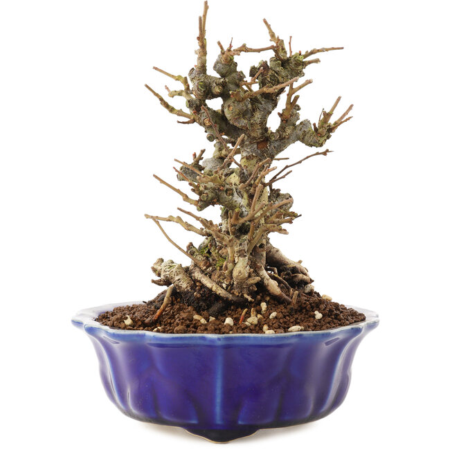 Chaenomeles speciosa, 16 cm, ± 20 Jahre alt, mit roten Blüten und gelben Früchten