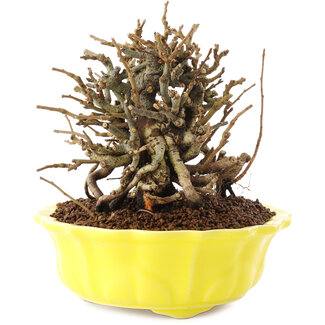 Chaenomeles speciosa, 13,5 cm, ± 20 Jahre alt