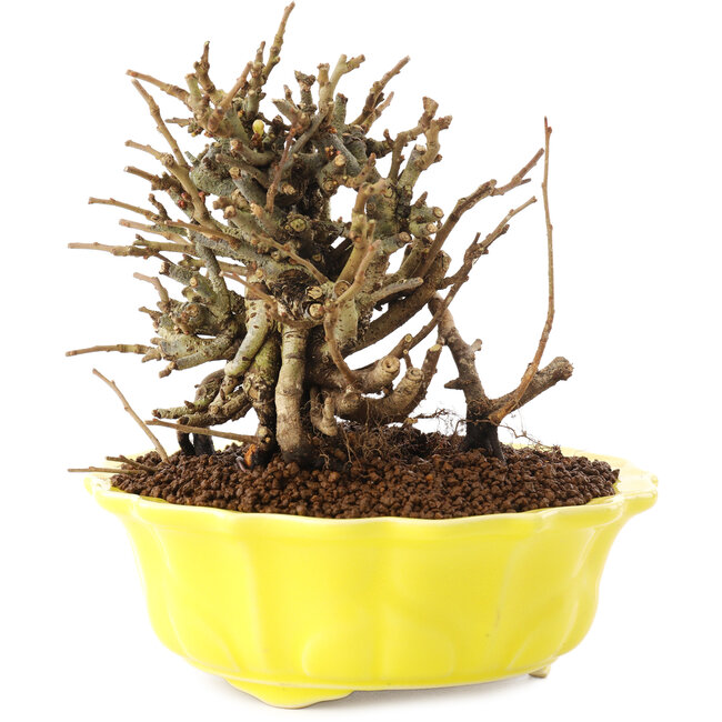 Chaenomeles speciosa, 13,5 cm, ± 20 años, con flores rojas y frutos amarillos