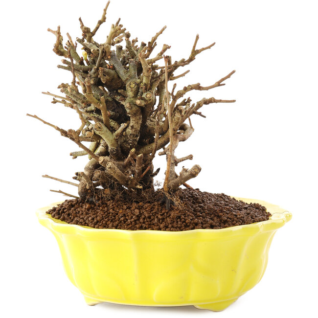 Chaenomeles speciosa, 13,5 cm, ± 20 Jahre alt, mit roten Blüten und gelben Früchten