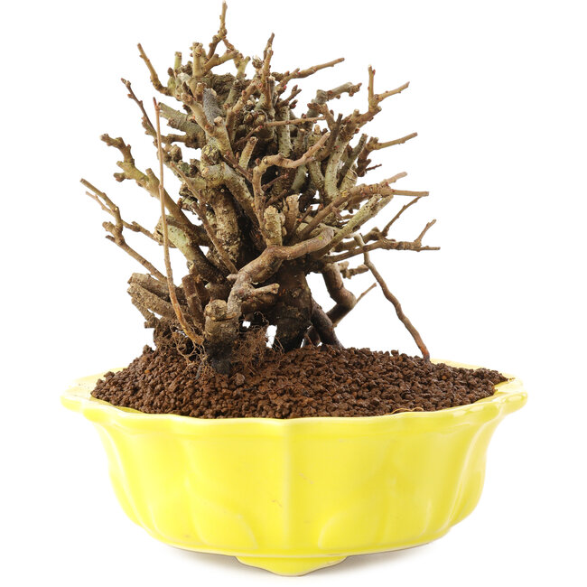 Chaenomeles speciosa, 13,5 cm, ± 20 jaar oud, met rode bloemen en geel fruit