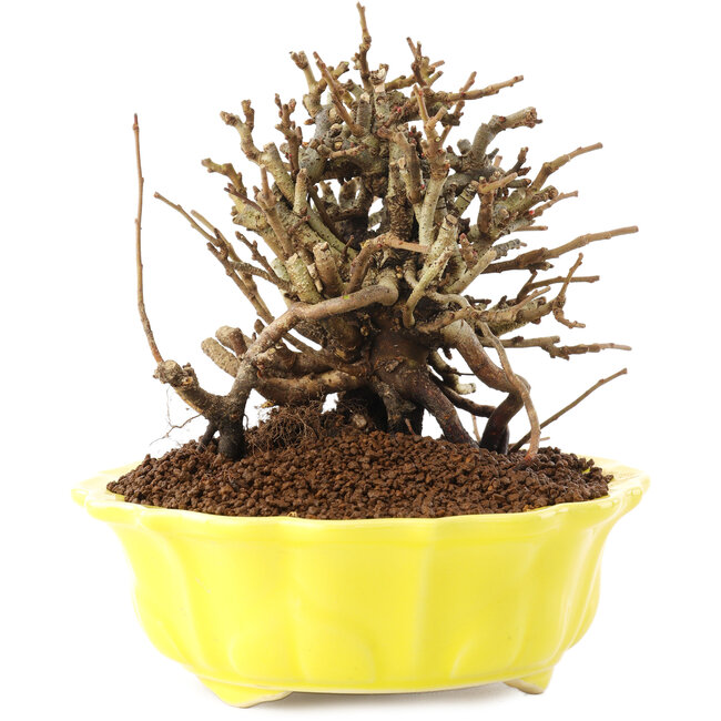 Chaenomeles speciosa, 13,5 cm, ± 20 anni, con fiori rossi e frutti gialli