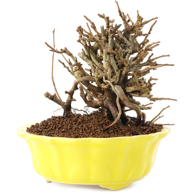 Chaenomeles speciosa, 13,5 cm, ± 20 Jahre alt, mit roten Blüten und gelben Früchten