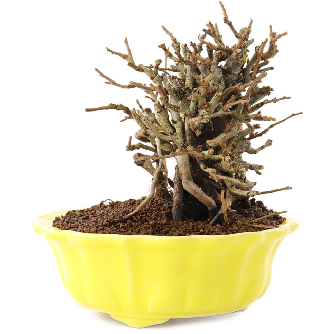 Chaenomeles speciosa, 13,5 cm, ± 20 años, con flores rojas y frutos amarillos