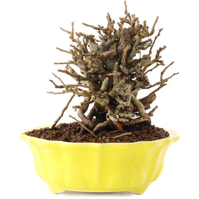 Chaenomeles speciosa, 13,5 cm, ± 20 jaar oud, met rode bloemen en geel fruit