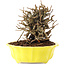 Chaenomeles speciosa, 13,5 cm, ± 20 years old, with red flowers and yellow fruit
