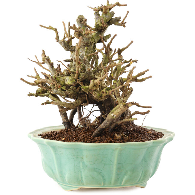 Chaenomeles speciosa, 16 cm, ± 20 Jahre alt, mit roten Blüten und gelben Früchten