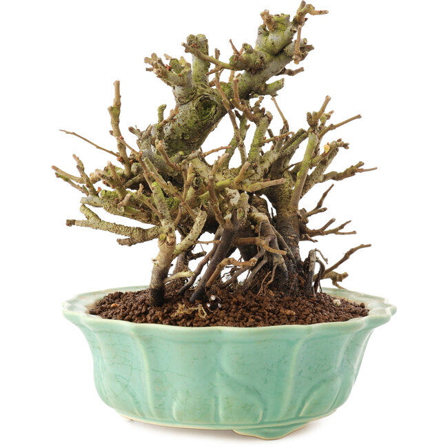 Chaenomeles speciosa, 16 cm, ± 20 años, con flores rojas y frutos amarillos