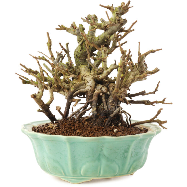 Chaenomeles speciosa, 16 cm, ± 20 jaar oud, met rode bloemen en geel fruit