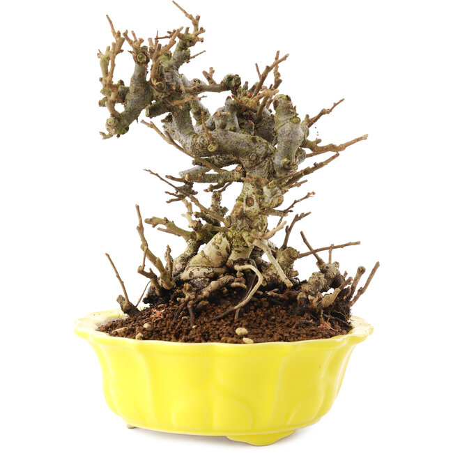 Chaenomeles speciosa, 18 cm, ± 20 Jahre alt, mit roten Blüten und gelben Früchten