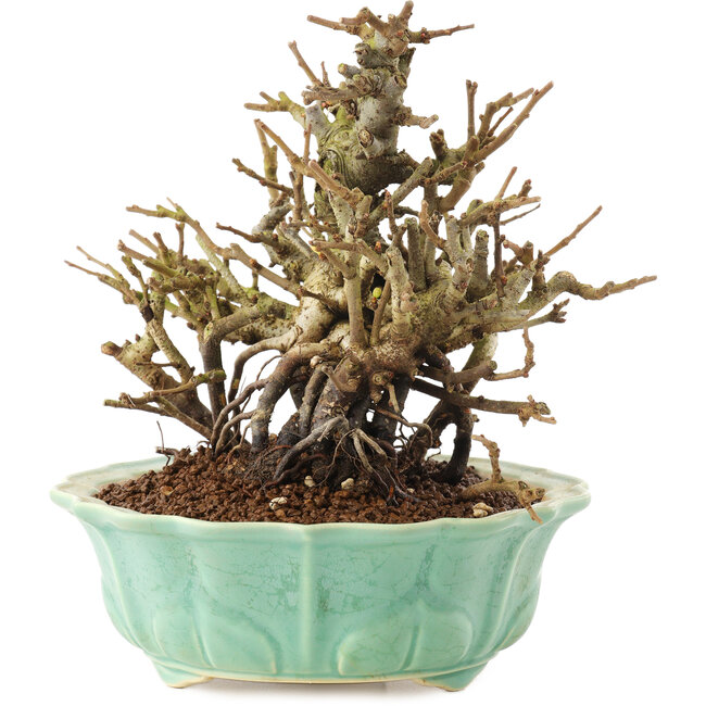 Chaenomeles speciosa, 16 cm, ± 20 jaar oud, met rode bloemen en geel fruit