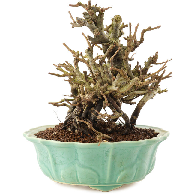 Chaenomeles speciosa, 16 cm, ± 20 anni, con fiori rossi e frutti gialli