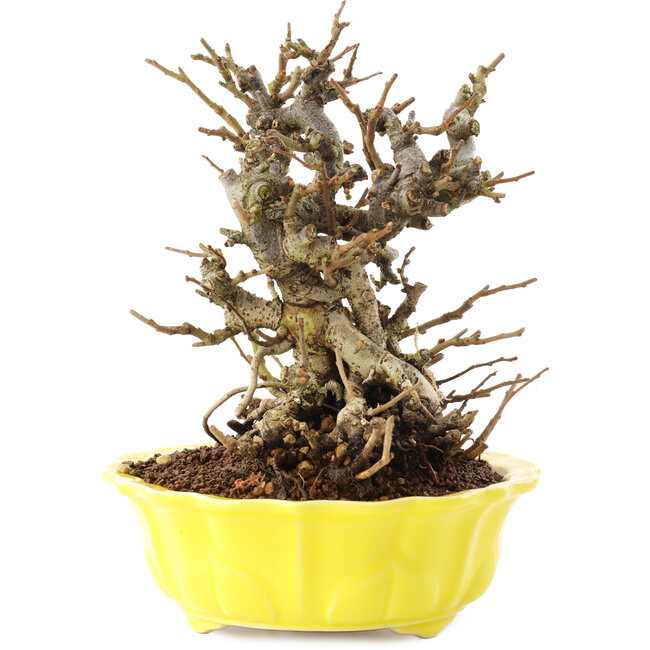 Chaenomeles speciosa, 18 cm, ± 20 ans, à fleurs rouges et fruits jaunes