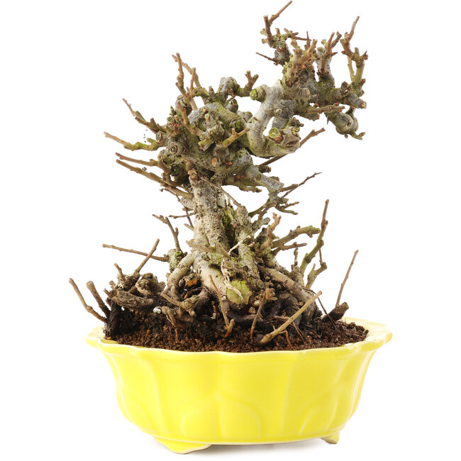 Chaenomeles speciosa, 18 cm, ± 20 años, con flores rojas y frutos amarillos