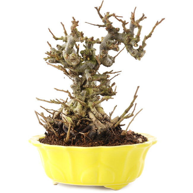 Chaenomeles speciosa, 18 cm, ± 20 Jahre alt, mit roten Blüten und gelben Früchten