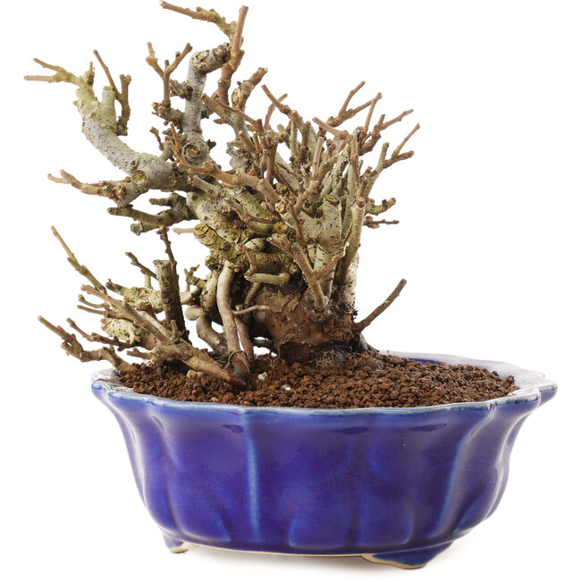 Chaenomeles speciosa, 14 cm, ± 20 Jahre alt, mit roten Blüten und gelben Früchten