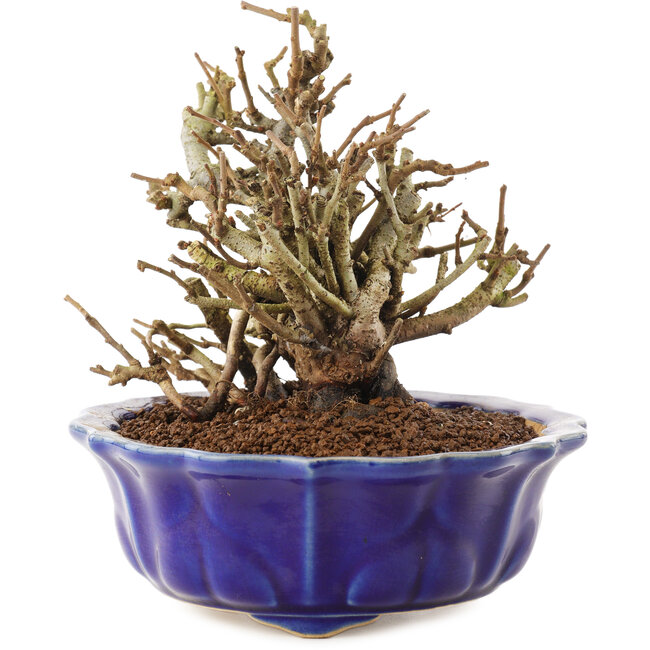 Chaenomeles speciosa, 14 cm, ± 20 Jahre alt, mit roten Blüten und gelben Früchten