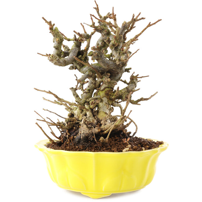 Chaenomeles speciosa, 18 cm, ± 20 ans, à fleurs rouges et fruits jaunes