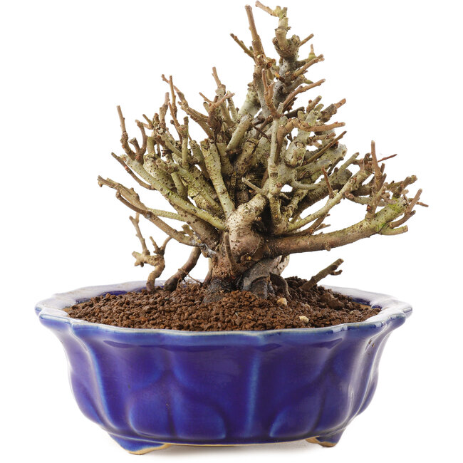 Chaenomeles speciosa, 14 cm, ± 20 jaar oud, met rode bloemen en geel fruit