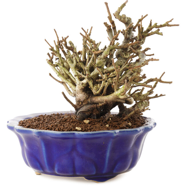 Chaenomeles speciosa, 14 cm, ± 20 Jahre alt, mit roten Blüten und gelben Früchten