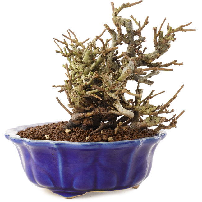 Chaenomeles speciosa, 14 cm, ± 20 años, con flores rojas y frutos amarillos