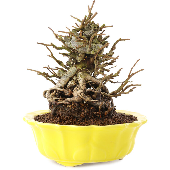 Chaenomeles speciosa, 16 cm, ± 20 jaar oud, met rode bloemen en geel fruit