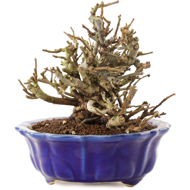 Chaenomeles speciosa, 14 cm, ± 20 años, con flores rojas y frutos amarillos