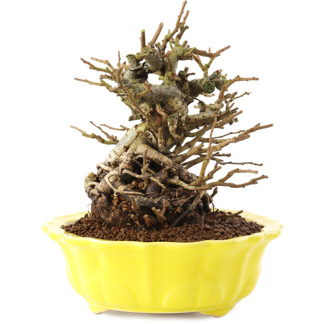 Chaenomeles speciosa, 16 cm, ± 20 ans, à fleurs rouges et fruits jaunes