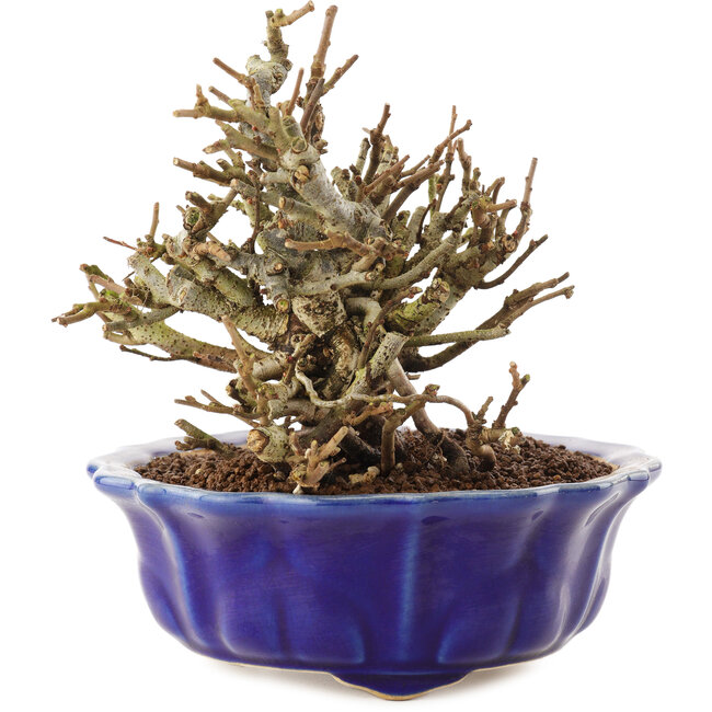 Chaenomeles speciosa, 14 cm, ± 20 anni, con fiori rossi e frutti gialli